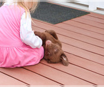 Small #10 Labrador Retriever