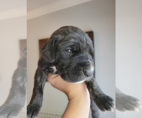 Medium Photo #6 Daniff-Neapolitan Mastiff Mix Puppy For Sale in MONTEVIEW, ID, USA