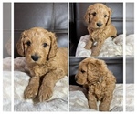 Puppy Cooper Goldendoodle mix (+ Poodle Miniature)
