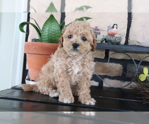 Medium Photo #1 ShihPoo Puppy For Sale in CANTON, OH, USA