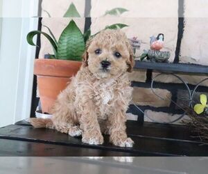 ShihPoo Puppy for sale in CANTON, OH, USA