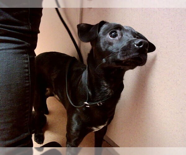 Medium Photo #1 Mutt Puppy For Sale in Martinez, CA, USA