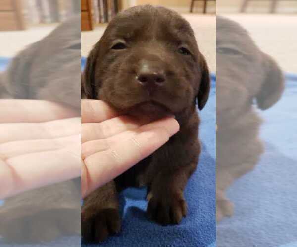 Medium Photo #9 Labrador Retriever Puppy For Sale in OLYMPIA, WA, USA
