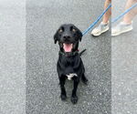 Small #9 Labrador Retriever Mix