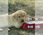 Small Photo #8 Labrador Retriever Puppy For Sale in FLANDREAU, SD, USA