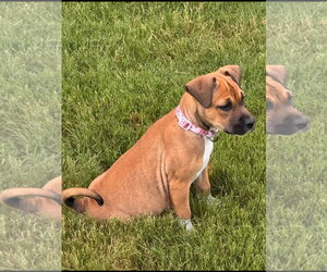 American Pit Bull Terrier-Black Mouth Cur Mix Dogs for adoption in Holly Springs, NC, USA