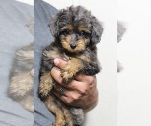 Australian Shepherd-Poodle (Toy) Mix Puppy for sale in SPENCER, TN, USA