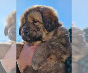 Tibetan Mastiff Puppy for sale in SPRING VALLEY, MN, USA