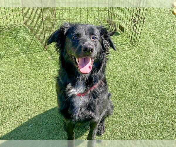 Medium Photo #1 Mutt Puppy For Sale in Orange, CA, USA