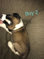 Saint Bernard Puppy for sale in EAST BERNARD, TX, USA