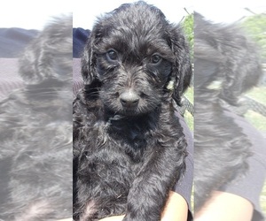Labradoodle Puppy for sale in MARION, TX, USA