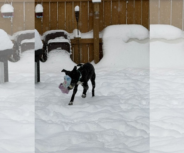 Medium Photo #2 Catahoula Leopard Dog-Labrador Retriever Mix Puppy For Sale in Strongsville, OH, USA