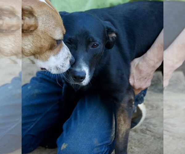 Medium Photo #4 Mutt Puppy For Sale in Okolona, MS, USA