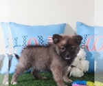 Small #1 Pomeranian