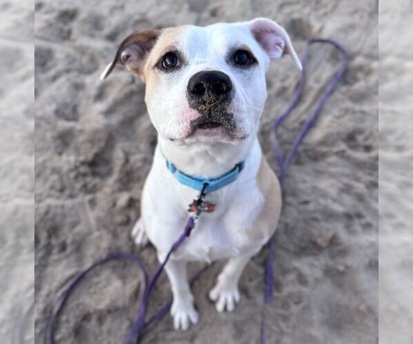 Medium Photo #10 Mutt Puppy For Sale in Boston, MA, USA