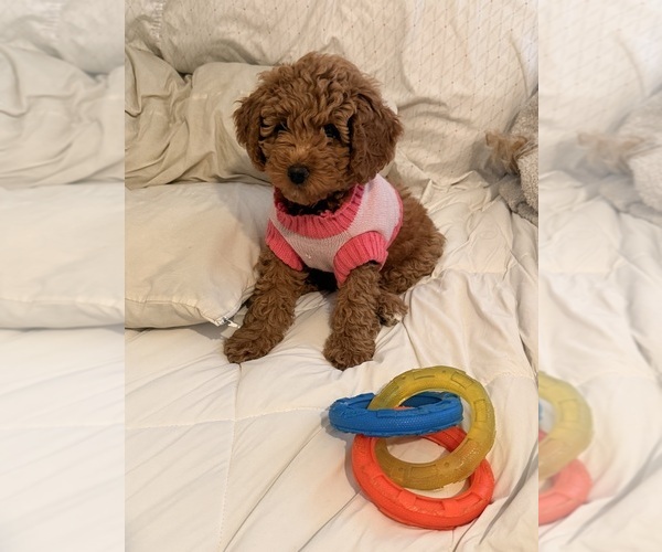 Medium Photo #1 Goldendoodle (Miniature) Puppy For Sale in CHICAGO, IL, USA