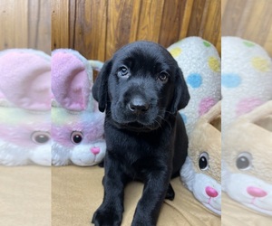 Labrador Retriever Puppy for Sale in NEOLA, West Virginia USA