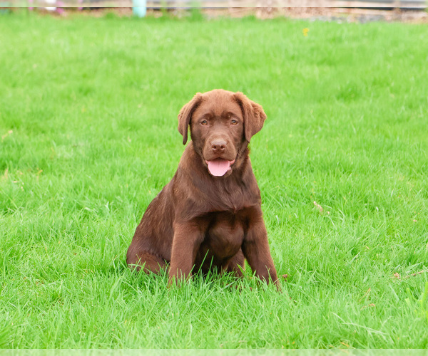 Medium Photo #1 Labrador Retriever Puppy For Sale in SYRACUSE, IN, USA