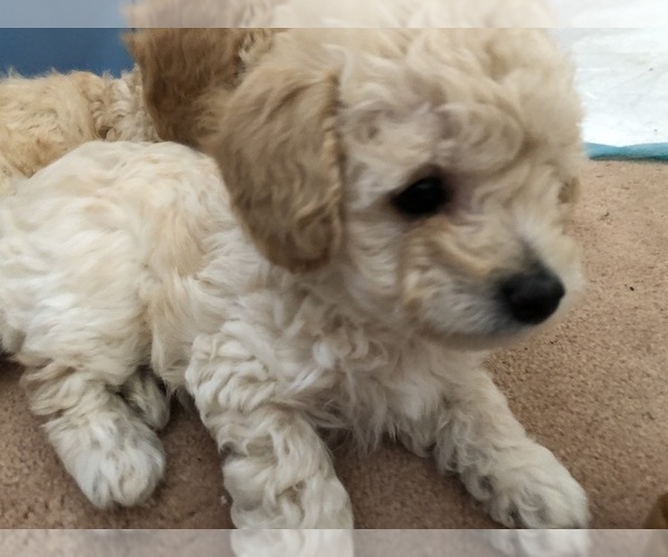 Medium Photo #9 Poodle (Toy) Puppy For Sale in ROHNERT PARK, CA, USA