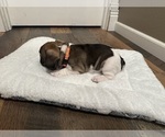 Small #12 French Bulldog