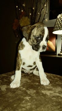 Medium Photo #14 Boxer Puppy For Sale in KENNEWICK, WA, USA