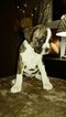 Small Photo #14 Boxer Puppy For Sale in KENNEWICK, WA, USA