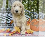 Small Photo #4 Goldendoodle-Poodle (Standard) Mix Puppy For Sale in LEICESTER, NC, USA