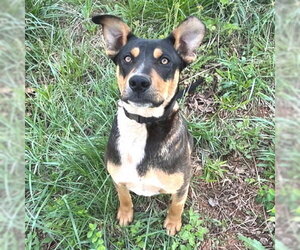 Batman - Male - Mix Dog for Adoption - Photo #8