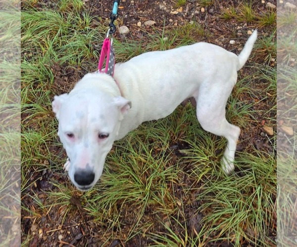 Medium Photo #1 American Pit Bull Terrier-Staffordshire Bull Terrier Mix Puppy For Sale in Holly Springs, NC, USA