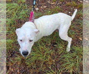 American Pit Bull Terrier-Staffordshire Bull Terrier Mix Dogs for adoption in Holly Springs, NC, USA