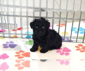 Yorkipoo Puppy for sale in ORO VALLEY, AZ, USA
