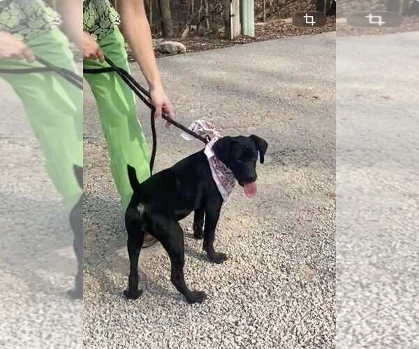 Medium Photo #2 Labrador Retriever-Unknown Mix Puppy For Sale in Frenchburg, KY, USA