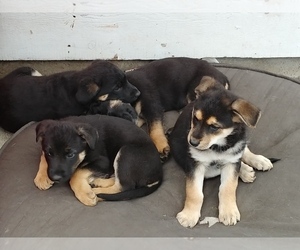 German Shepherd Dog-Unknown Mix Puppy for sale in SEATAC, WA, USA