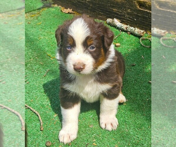 Medium Photo #8 Australian Shepherd Puppy For Sale in NELSON, VA, USA