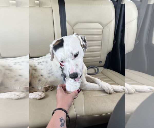 Medium Photo #32 English Setter-Labrador Retriever Mix Puppy For Sale in Rustburg, VA, USA
