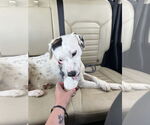 Small #31 English Setter-Labrador Retriever Mix