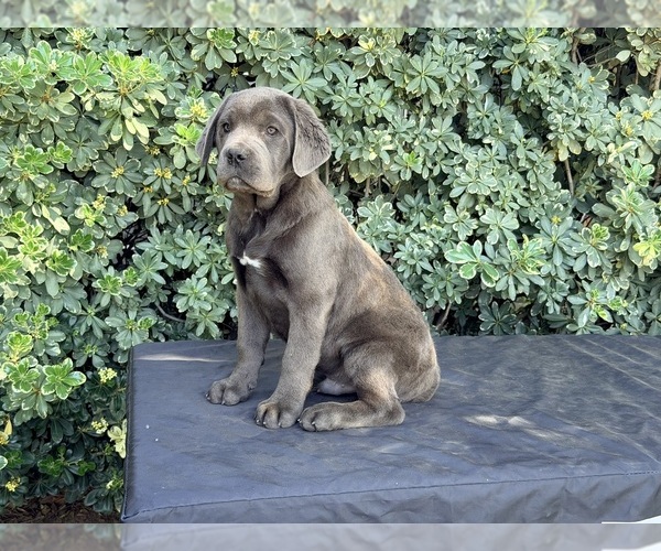 Medium Photo #1 Cane Corso Puppy For Sale in RIVERSIDE, CA, USA