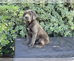 Cane Corso Litter for sale in RIVERSIDE, CA, USA
