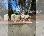 Small #7 American Staffordshire Terrier Mix