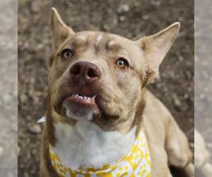 American Staffordshire Terrier-Unknown Mix Dogs for adoption in San Antonio, TX, USA
