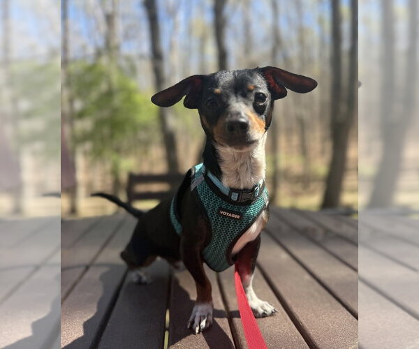 Medium Photo #3 Chiweenie Puppy For Sale in Mooresville, NC, USA