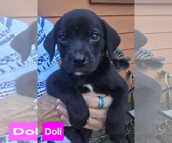 Medium Photo #2 Labrador Retriever-Unknown Mix Puppy For Sale in Alexander, AR, USA