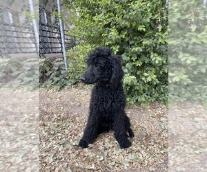 Poodle (Standard) Dog for Adoption in SHERMAN OAKS, California USA