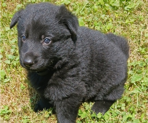 Medium Photo #1 German Shepherd Dog Puppy For Sale in KINGSPORT, TN, USA