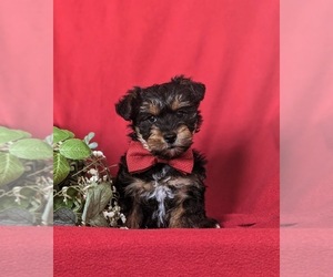 YorkiePoo Puppy for Sale in KIRKWOOD, Pennsylvania USA