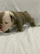 Small Photo #3 English Bulldog Puppy For Sale in DANIA BEACH, FL, USA