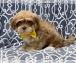 Small Photo #3 Lhasa Apso Puppy For Sale in LAKELAND, FL, USA