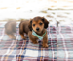 Small #2 Dachshund
