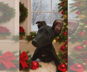 Labrador Retriever-Unknown Mix Dogs for adoption in Palatine/Kildeer/Buffalo grove, IL, USA