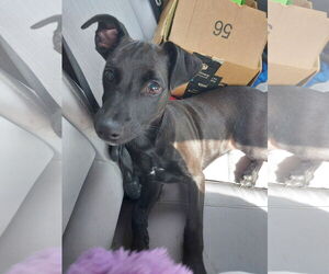 Miniature Pinscher-Unknown Mix Dogs for adoption in Sanford, FL, USA